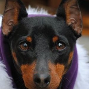 Meet your Posher, Willow